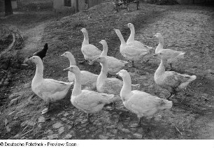 Gänseherde und Huhn auf einem Hof