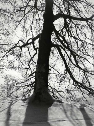 Baum im Schnee bei Gegenlicht