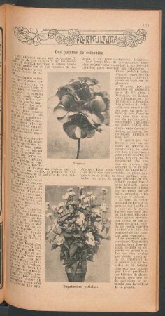 Las plantas de colección