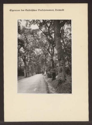 Eichenallee an der Chaussee nach Lopshorn / Tutoburger Wald. Lopshorn. Papierabzug