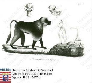 Rüppell, Eduard (1794-1884) / 'Neue Wirbelthiere zur Fauna von Abessinien': hier: Paviane und Fische