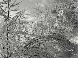 Schnee lastet auf den Zweigen und Ästen