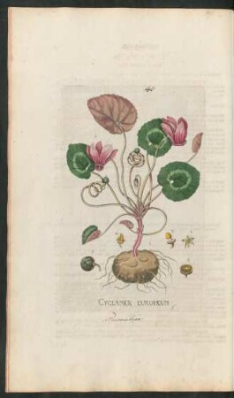 40. Cyclamen europaeum