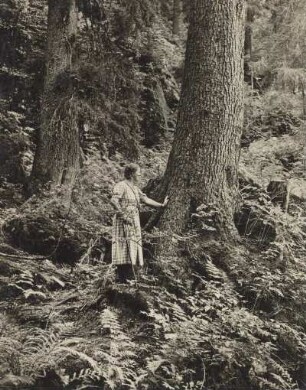 Im Arberseewald-Naturschutzgebiet (Bayrischer Wald). Eine Farnkrautwildnis bedeckt weithin den Boden des feuchten Bergwaldes, oft sind die Farne hier mannshoch groß. Eine Frau steht am Stamm eines alten Baumes