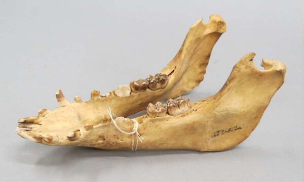 Porcine mandible