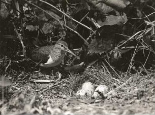 Flussuferläufer (Actitis hypoleucos L.) geht auf das Nest