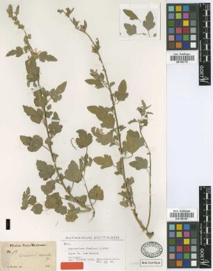 Sphaeralcea fendleri A.Gray [isotype]