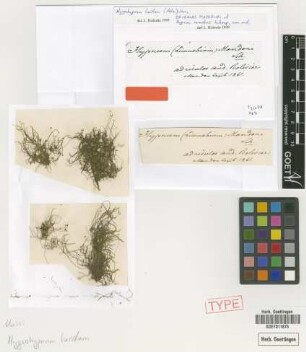 Hypnum mandonii Schimp. [original material]