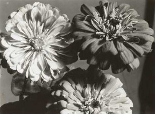 Zinnie (Zinnia violacea Cav., Syn.: Zinnia elegans Jacq.). Blüten