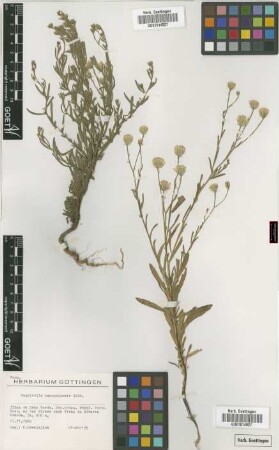 Pegolettia senegalensis Cass.