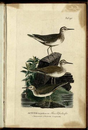 Taf. 194. [bis] Taf. 202.