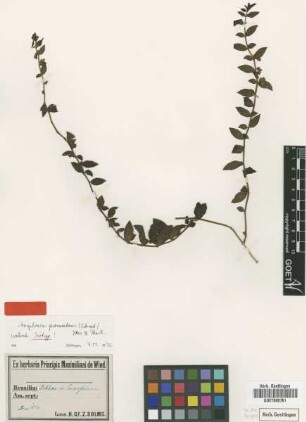 Angelonia procumbens (Schrad.) Nees & Mart. [isotype]