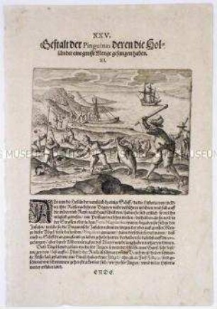 Pinguine, von denen die Holländer eine große Menge fingen - Tafel 74 aus de Bry, Amerika II