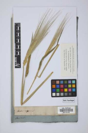 Hordeum vulgare L.