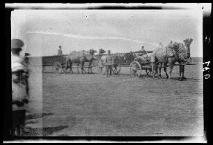 2 Erntewagen-Gespanne mit Dromedaren