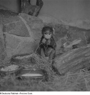 Affe im Zoo