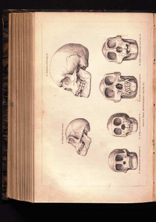 Skulls from Photographs -Plate 3.