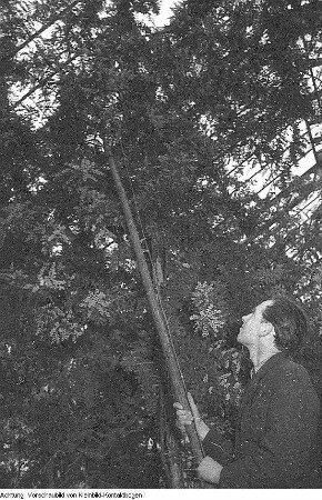 Dresden, Pillnitz. Versuchsanstalt? Mimosen, Januar 1954
