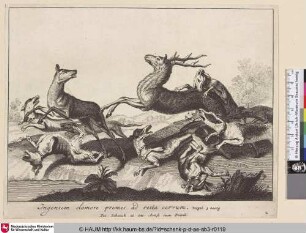 [Hirschjagd; Deer hunt]