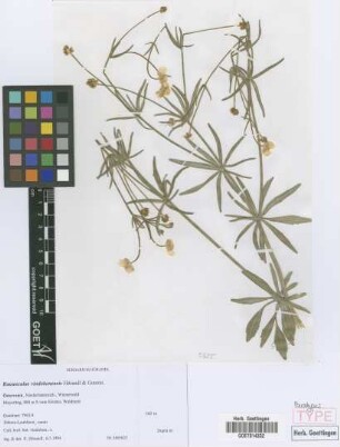Ranunculus vindobonensis E. H&ouml;randl & W. Gutermann[paratype]
