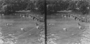 Stockenten : München, Englischer Garten. Stockenten (Anas platyrhynchos Linnaeus).