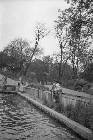 Siechende Ulmen im Stadtgarten.