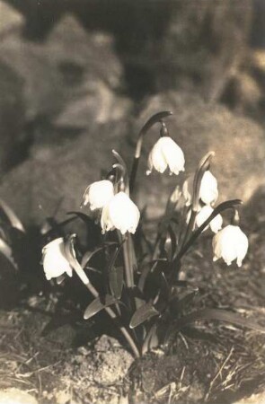 Frühlingsknotenblume (Märzenbecher; Leucojum vernum L.)