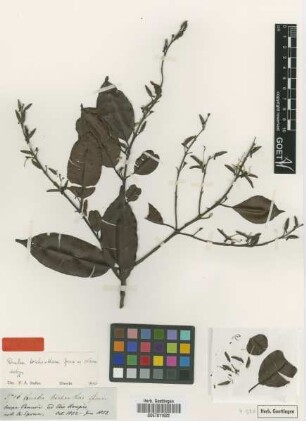 Qualea trichanthera Spruce ex Warm. [isotype]