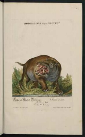 Hippopotamus, Equus Niloticus. Flußpferd, Nilpferd, Wasserochs. Cheval marin. Familia IV. Vierhufige