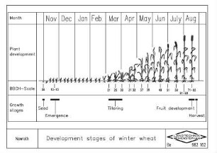Development stages of winter wheat