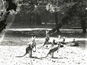 Leipzig. Zoologischer Garten. Östliche Graue Riesenkängurus (Macropus giganteus). Freigehege vor dem Alten Antilopenhaus