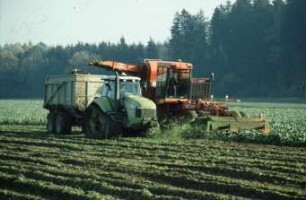 Fotografie: Ertragsmessung, Zuckerrübe, Zuckerrübenköpfrodelader selbstfahrend, Raupentraktor, Gummiraupenlaufwerk, Muldenkipper