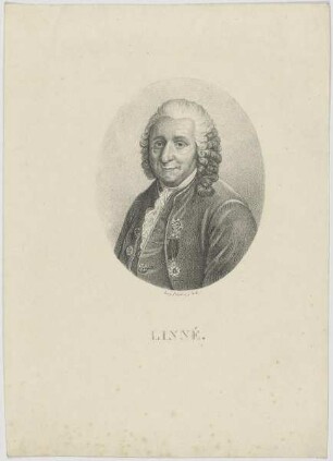 Bildnis des Linné