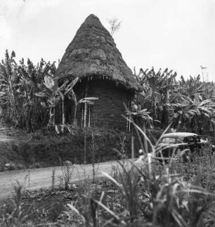 Eine Hütte : Am Rande einer Plantage steht eine Hütte, davor eine Straße.