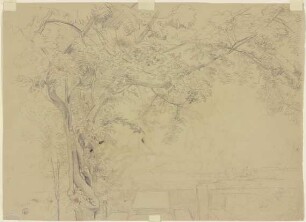 Baum