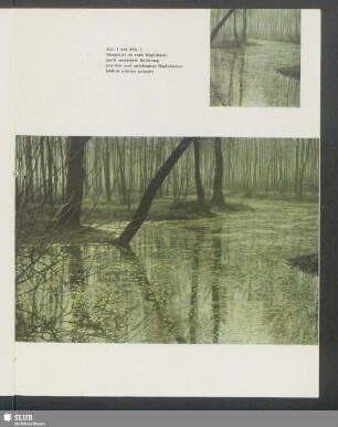 Auenlandschaft