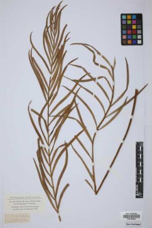 Encephalartos occidentalis (ined.)
