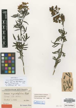 Solanum angustifidum Bitter [syntype]