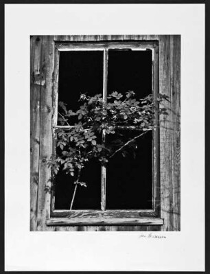 Munkedal. Verlassenes Haus (?) Rosenstock, aus Fenster herauswachsend