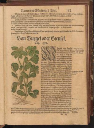 Von Burgel oder Grensel, Cap. CXXV