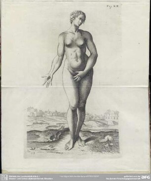 Fig. XII