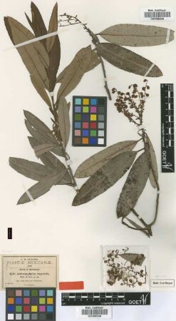 Arctostaphylos rupestris B.L.Rob. & Seaton [type]