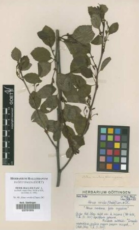 Alnus viridis (Chaix) DC.