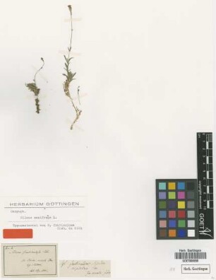 Silene fruticulosa Sieb. ex Otth [type]