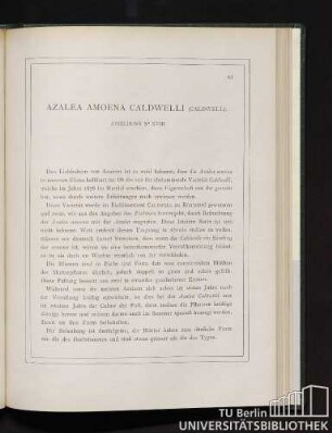 Azalea Amoena Caldwelli.
