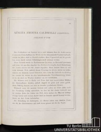 Azalea Amoena Caldwelli.