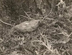 Europa. Waldkauz (Strix aluco). Gewölle
