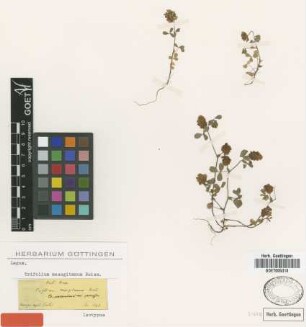 Trifolium mesogitanum Boiss. [isotype]