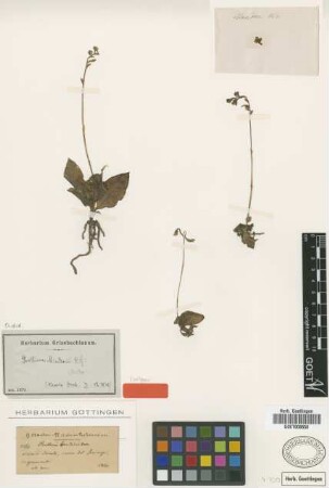 Ponthieva mandonii Rchb.f. [isotype]