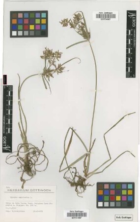 Cyperus esculentus L.